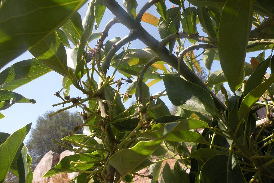 Do you need two avocado trees to get fruit? - Greg Alder's ...