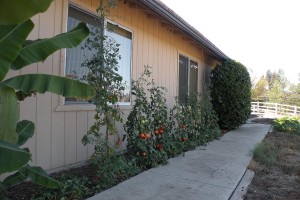 tomatoes twirled around string hung from eave