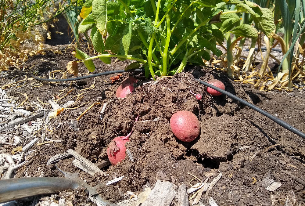 Growing potatoes in Southern California