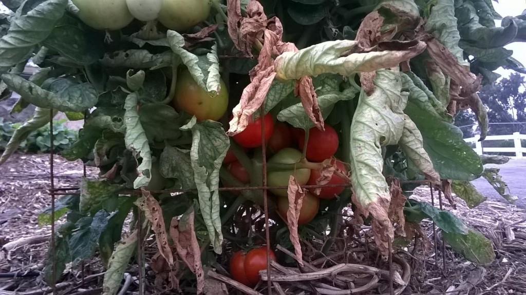 San Diego variety tomato