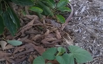 Growing sweet potato vines under avocado trees