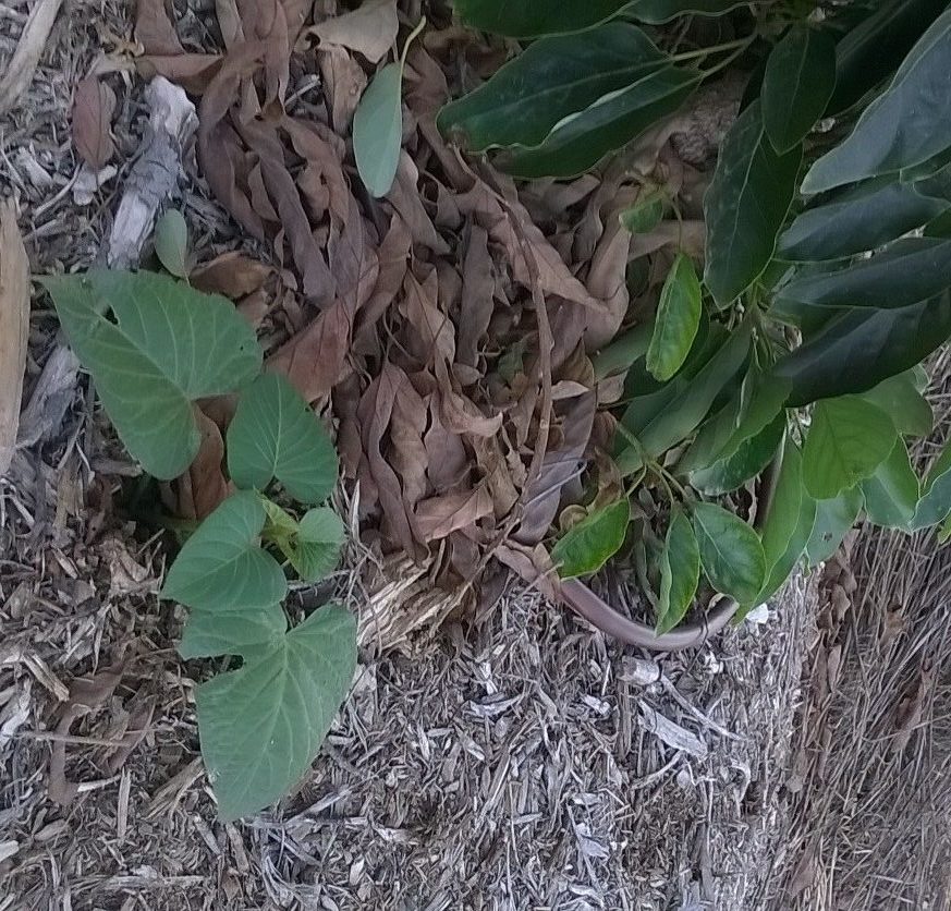 Growing sweet potato vines under avocado trees Greg Alder's Yard