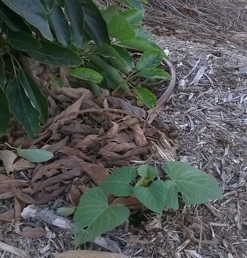 Sweet Potato Vine Under Avocado Tree Greg Alder S Yard Posts Food Sweet Potato Vine Under Avocado Tree