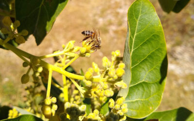 Cross pollination of avocados