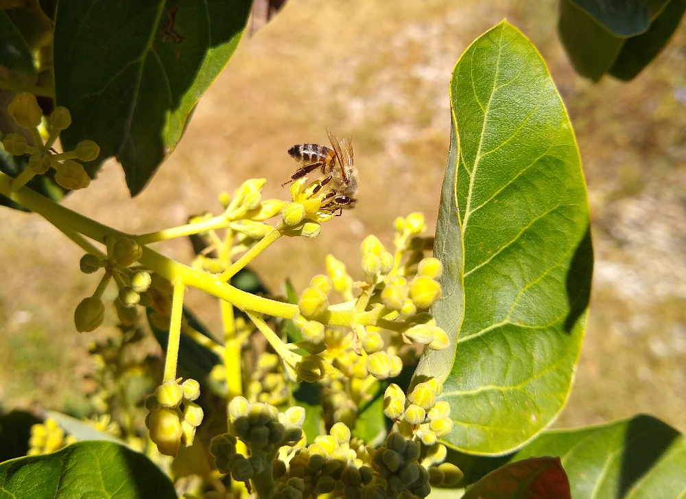 Cross pollination of avocados Greg Alder's Yard Posts Southern