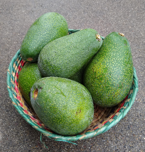 how fuerte avocado got name