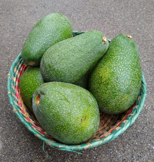 How The Fuerte Avocado Really Got Its Name Greg Alder s Yard Posts 