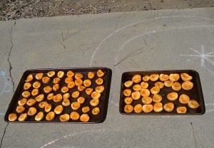 Sun-drying apricots we couldn't eat fresh.