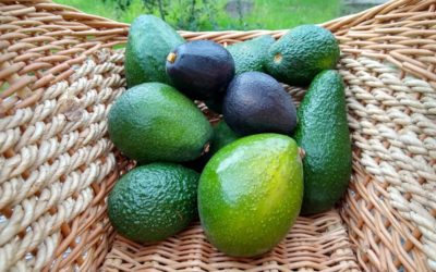 Heat tolerance of avocado varieties