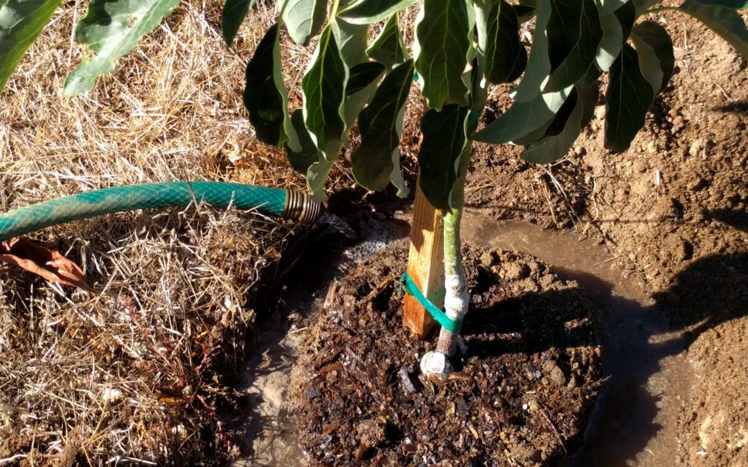 How to water a newly planted avocado tree