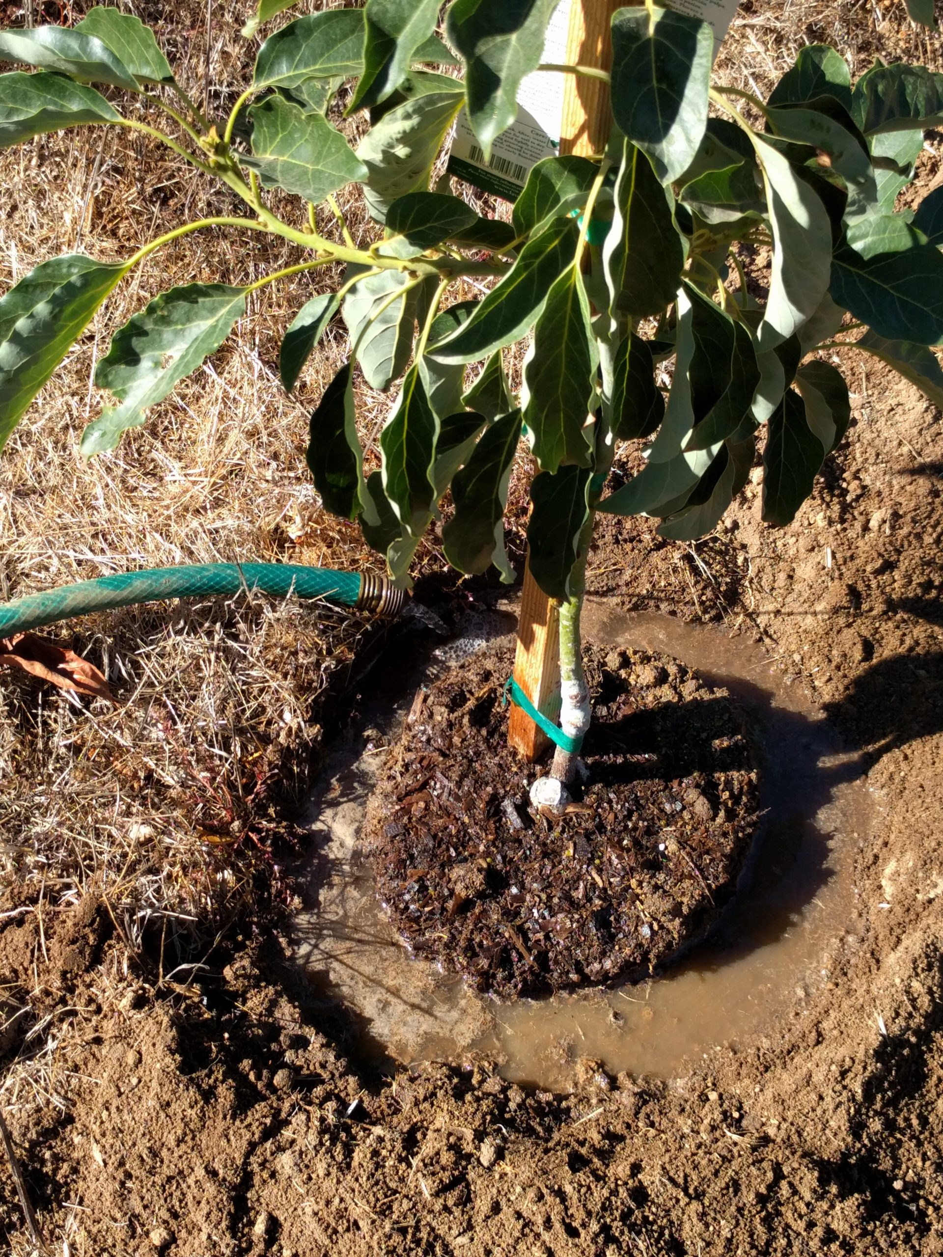 How to water a newly planted avocado tree - Greg Alder's ...