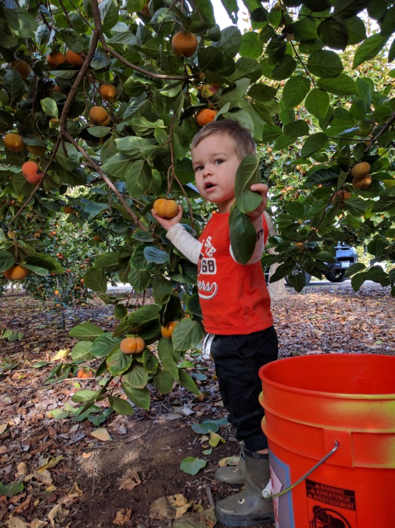 Shoemaker Farm u-pick persimmons - Greg Alder's Yard Posts: Food ...