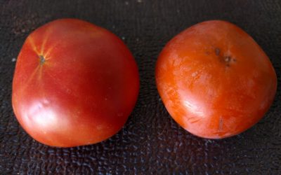 Persimmon vs. tomato