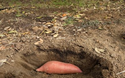 How I grow sweet potatoes