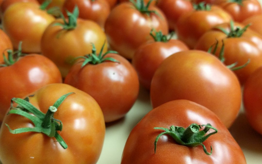 Champion tomatoes
