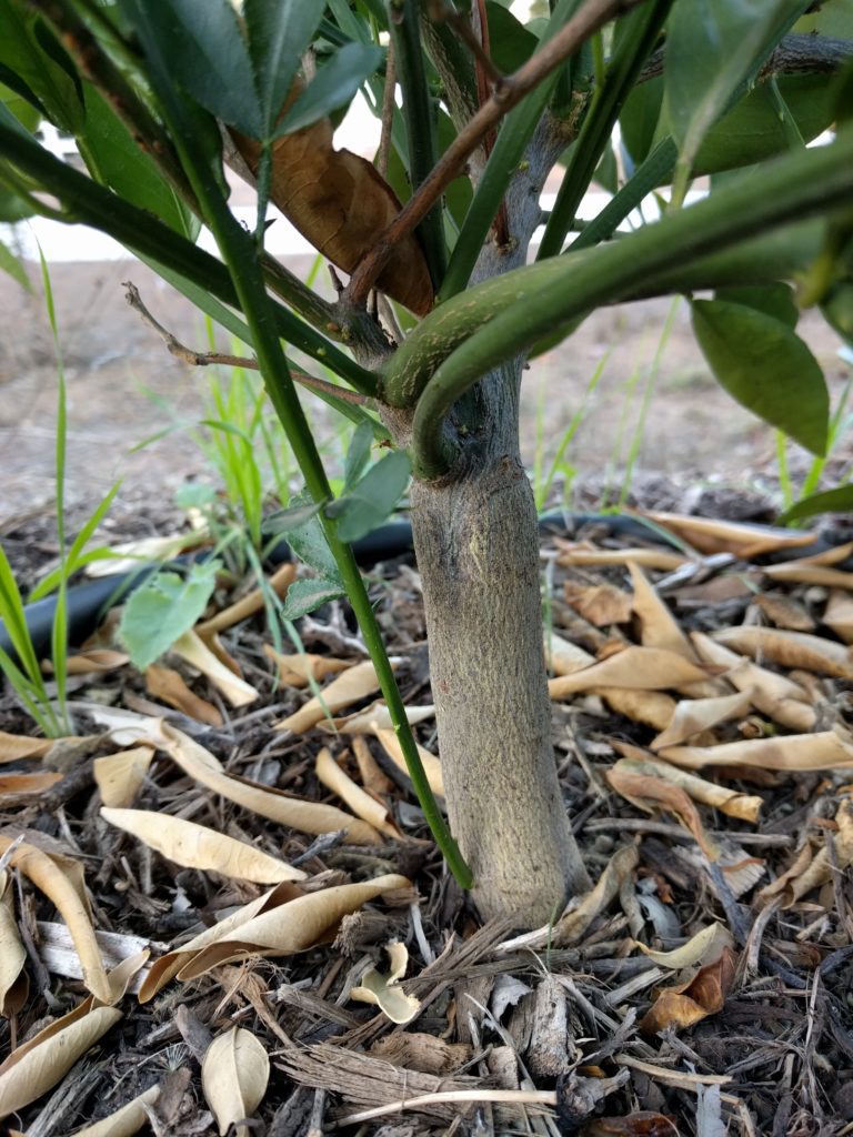 lemon tree water sprouts