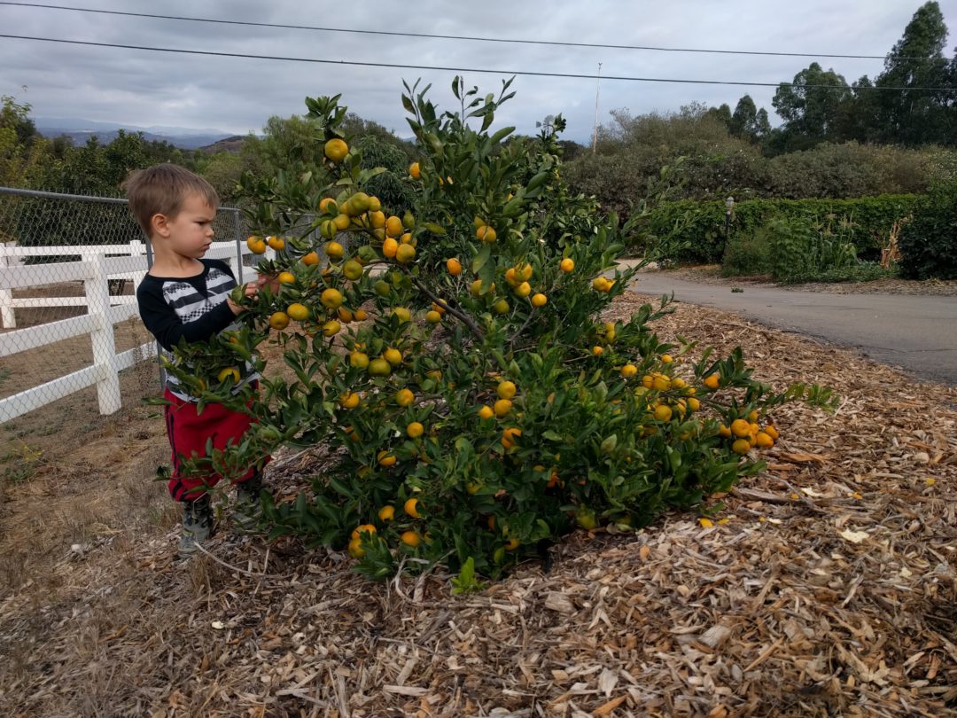 The best fruit tree for kids, and the winner is . . . Kishu! Greg