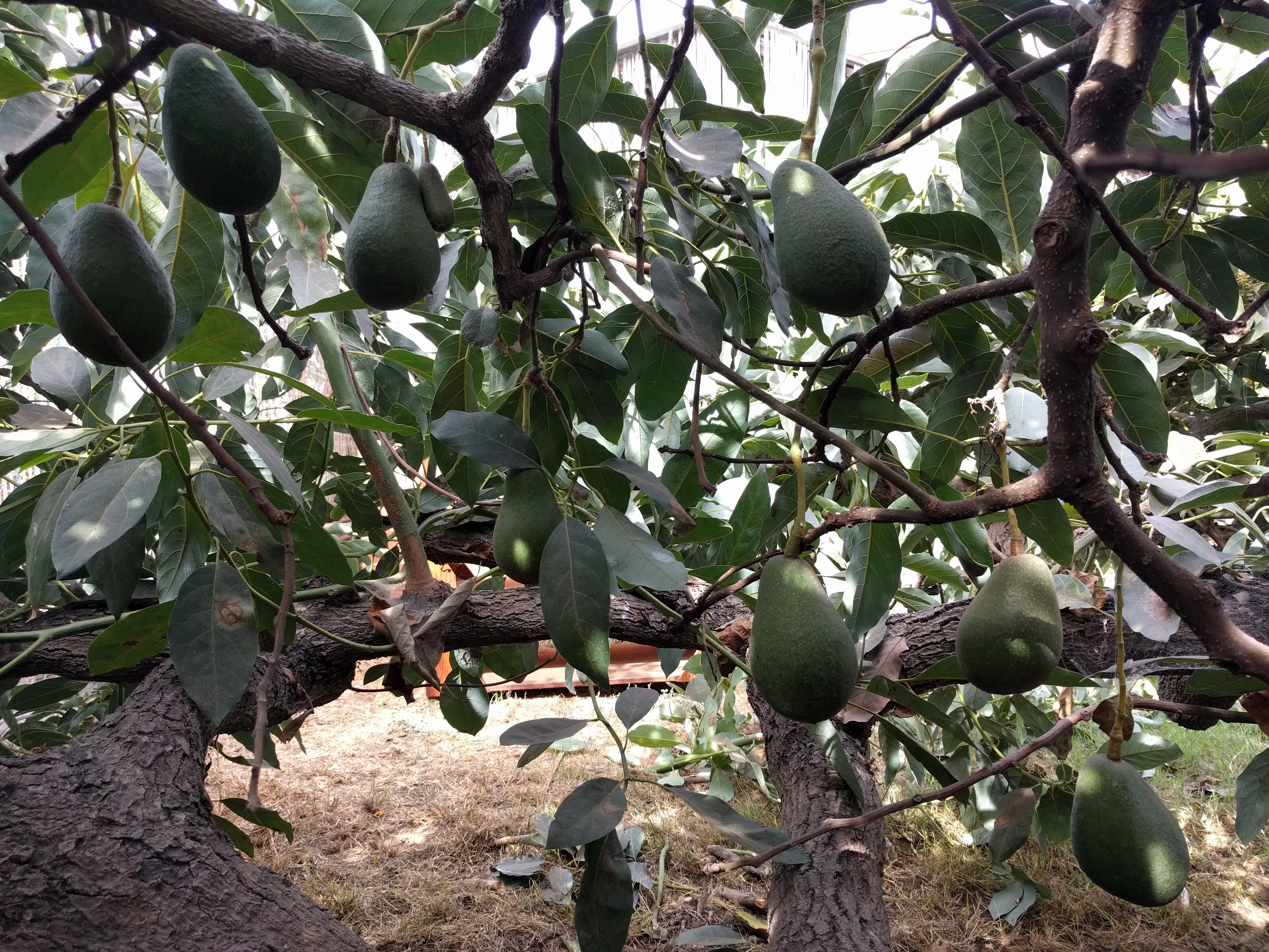 Sir Prize Avocados Grafted Tree 1 Feet Tall Ship in Plastic Bag 