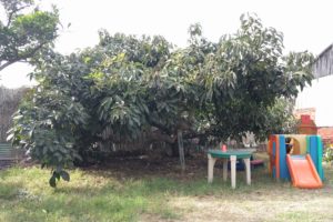 Japanese Fuerte avocado tree