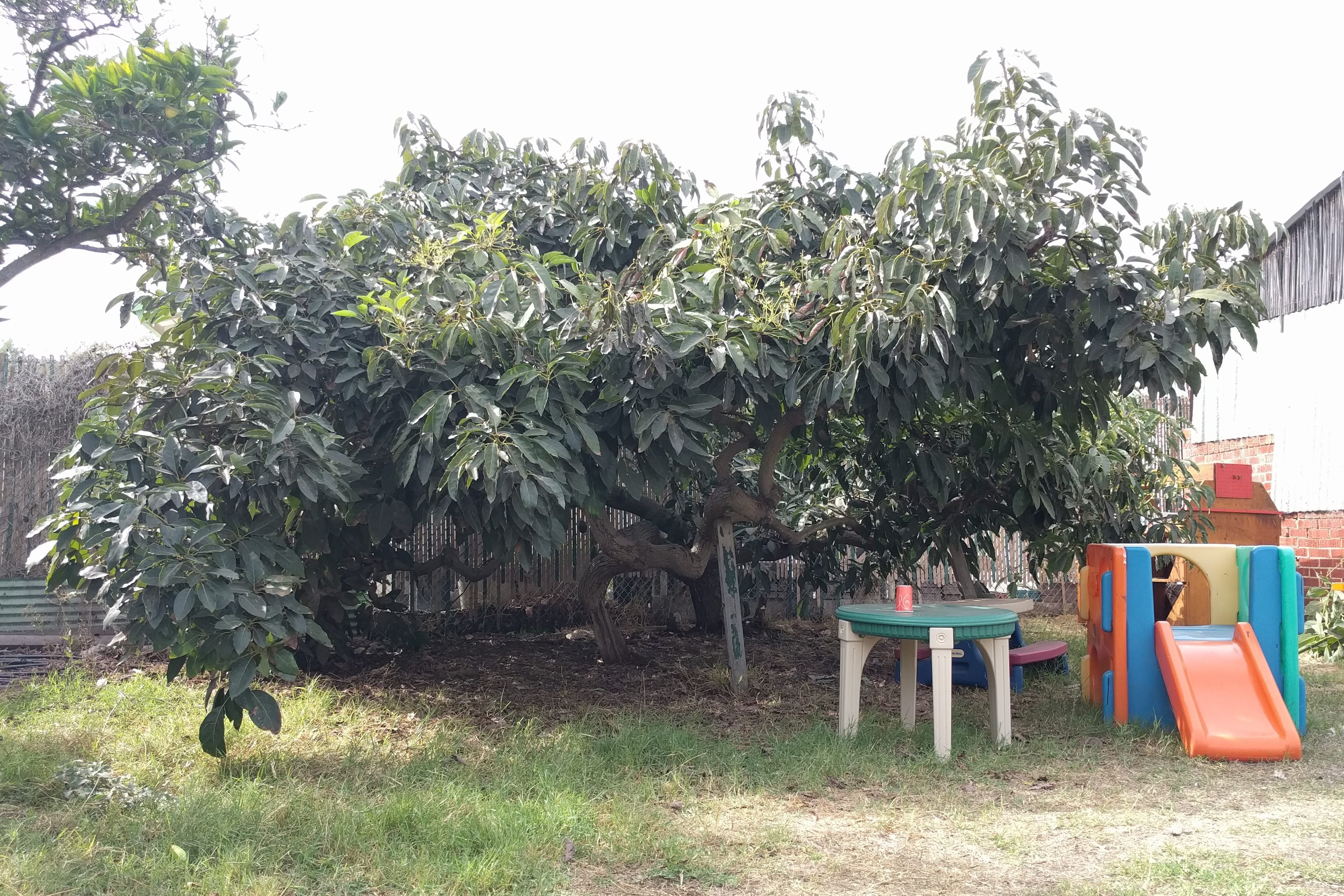 Can you grow an avocado tree in a small yard? Greg Alder's Yard Posts