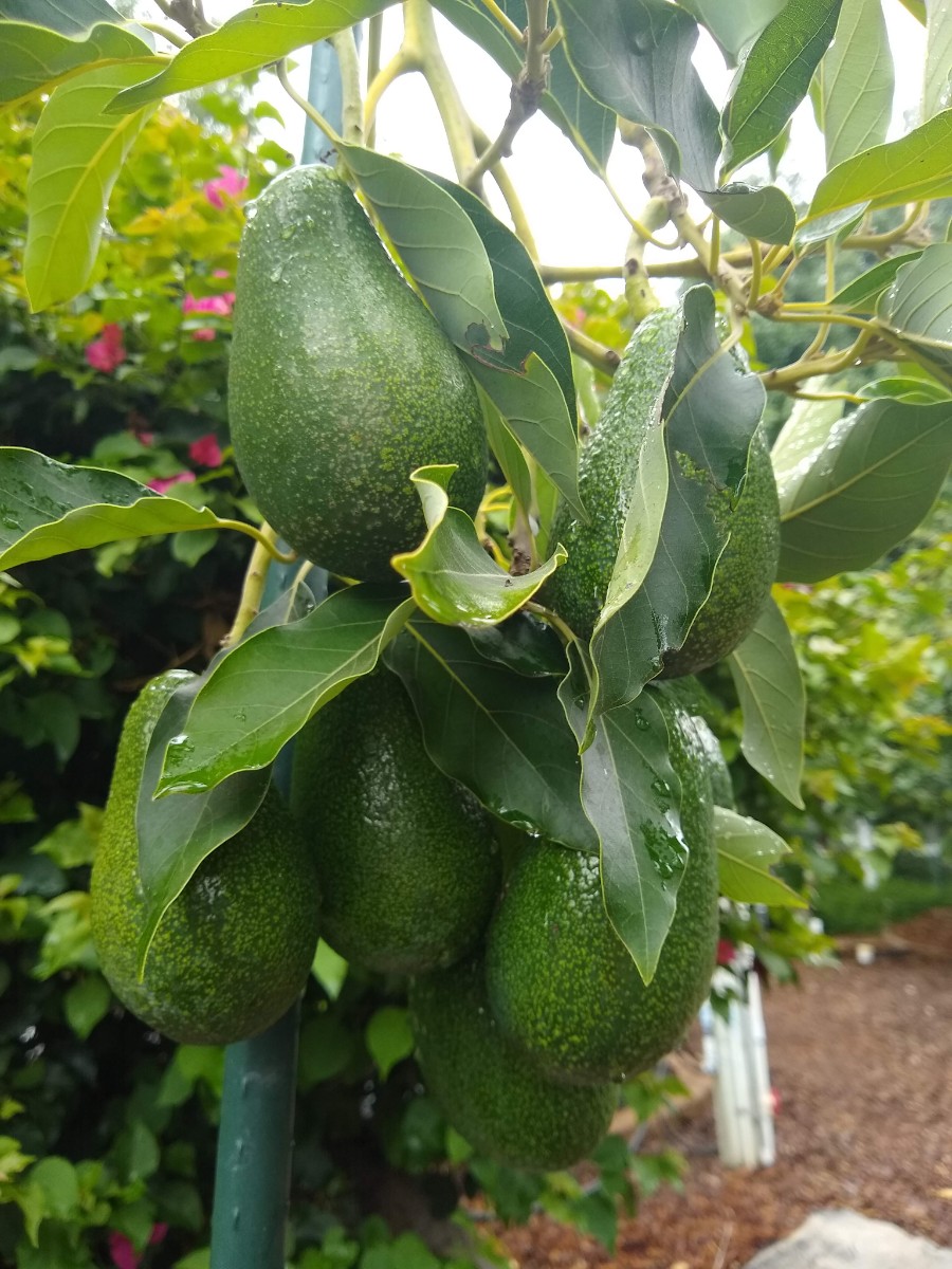 Can You Grow An Avocado Tree In A Small Yard Greg Alder s Yard Posts 
