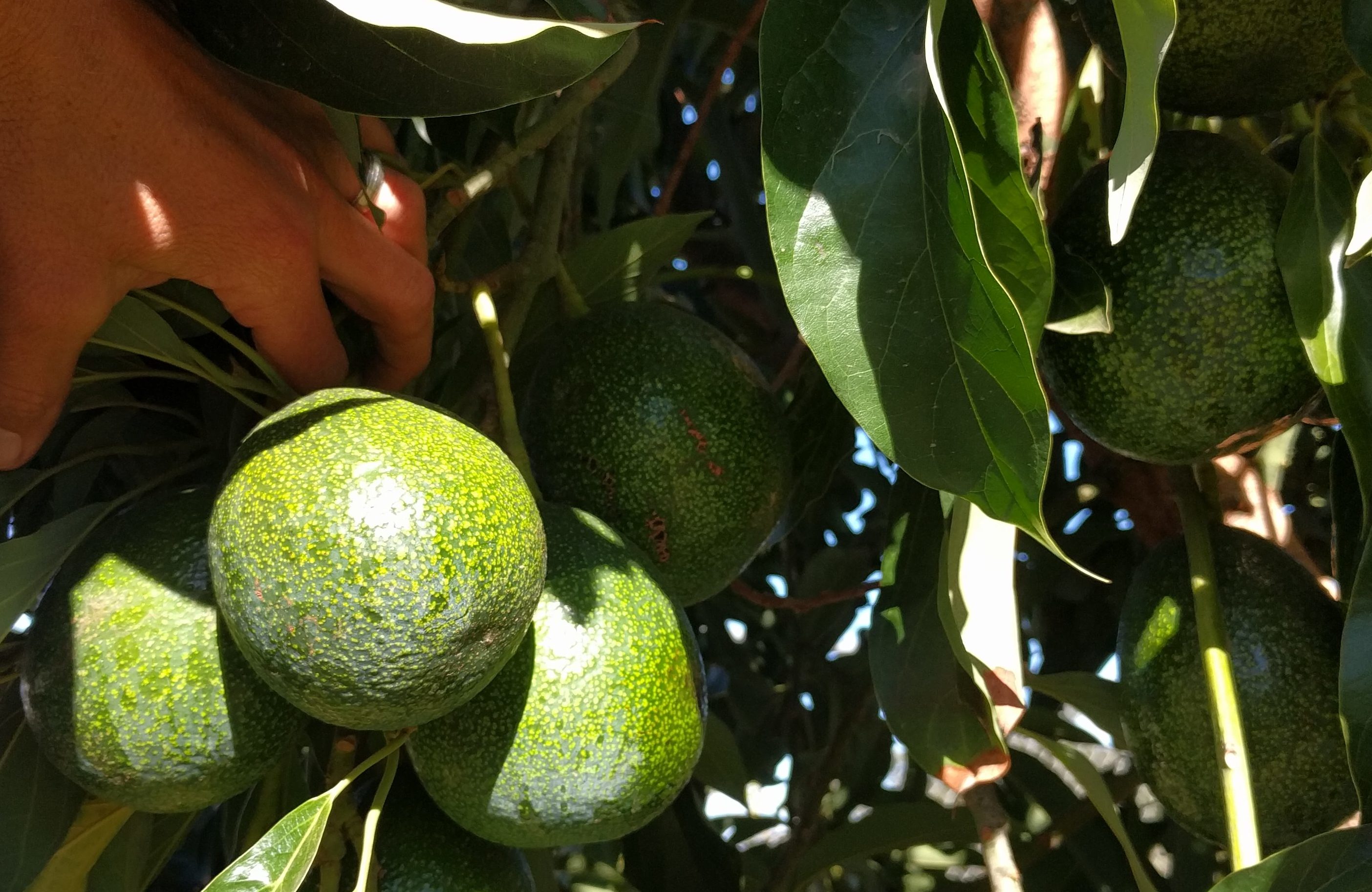 Sir Prize Avocados Grafted Tree 1 Feet Tall Ship in Plastic Bag 