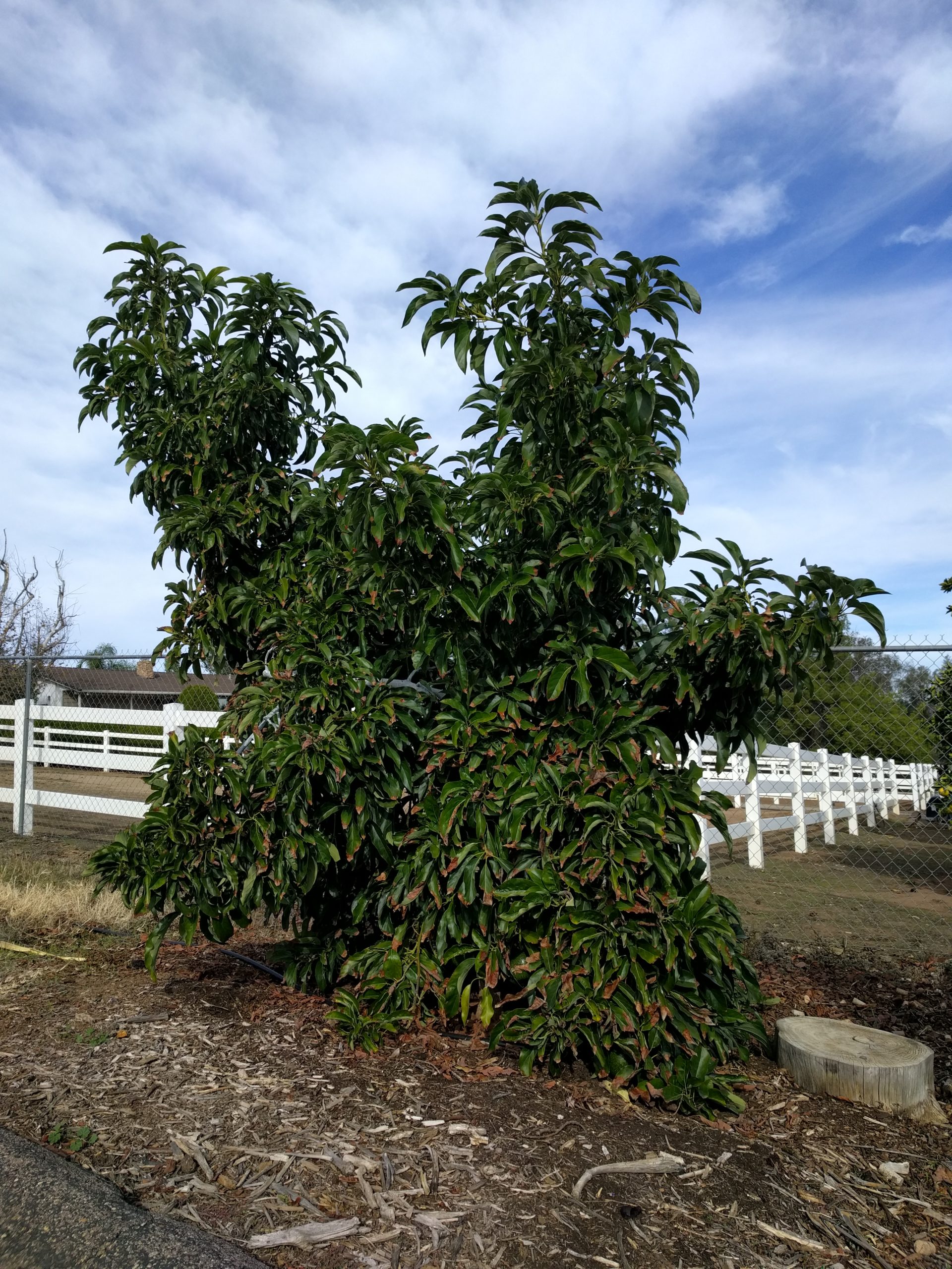 Small Reed Avocado Tree - Greg Alder's Yard Posts: Food Gardening In ...