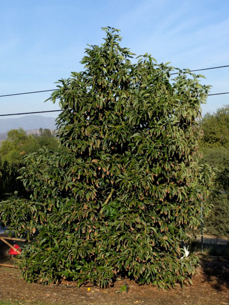 small Hass avocado tree