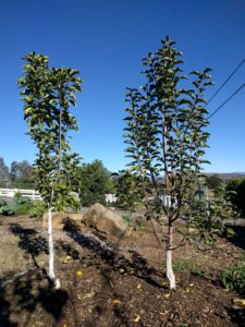 pink lady and fuji apple trees