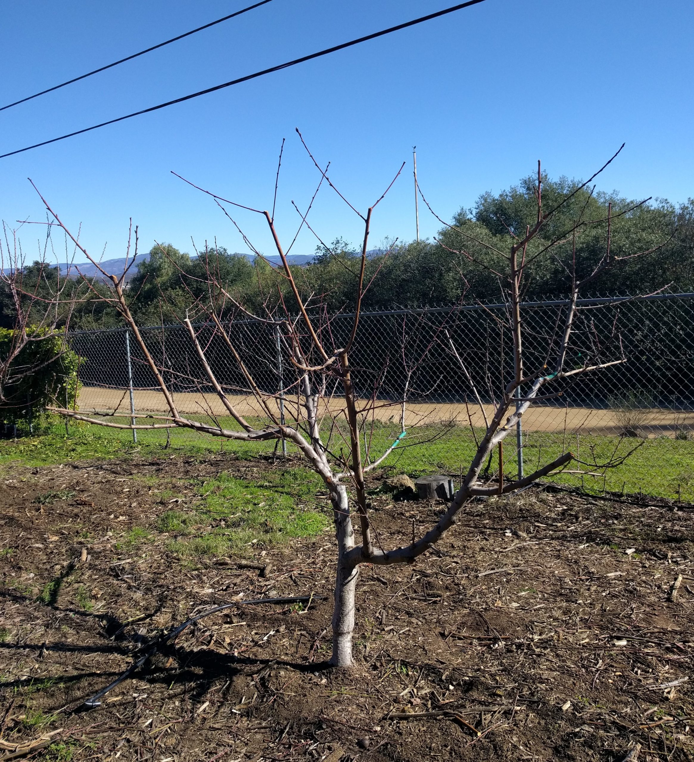 pruned small nectarine tree Greg Alder's Yard Posts Food Gardening