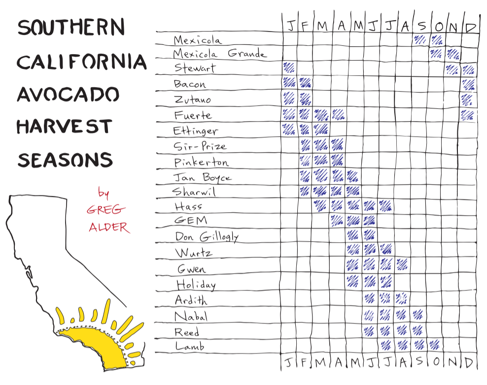 When to pick avocados Greg Alder's Yard Posts Southern California