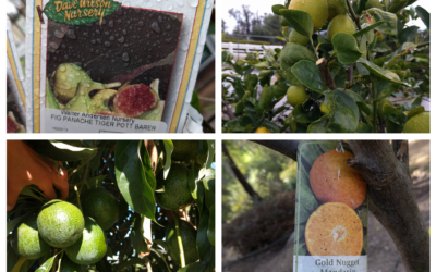 What kind of fruit tree should you plant?