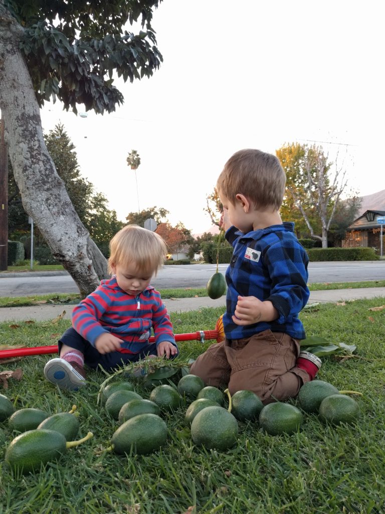 picking bacon avocados