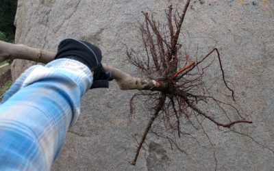 Bare root season is here! The best time to buy and plant a deciduous fruit tree is now