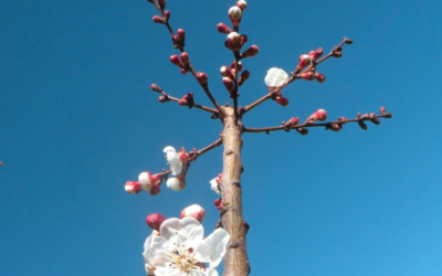 What to do in a Southern California garden in February