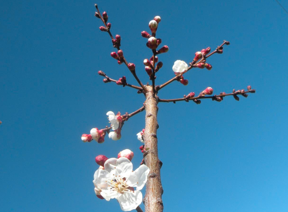 The Shiranui mandarin tree: a profile - Greg Alder's Yard Posts