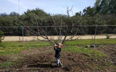 My best advice on pruning deciduous fruit trees: keep them small