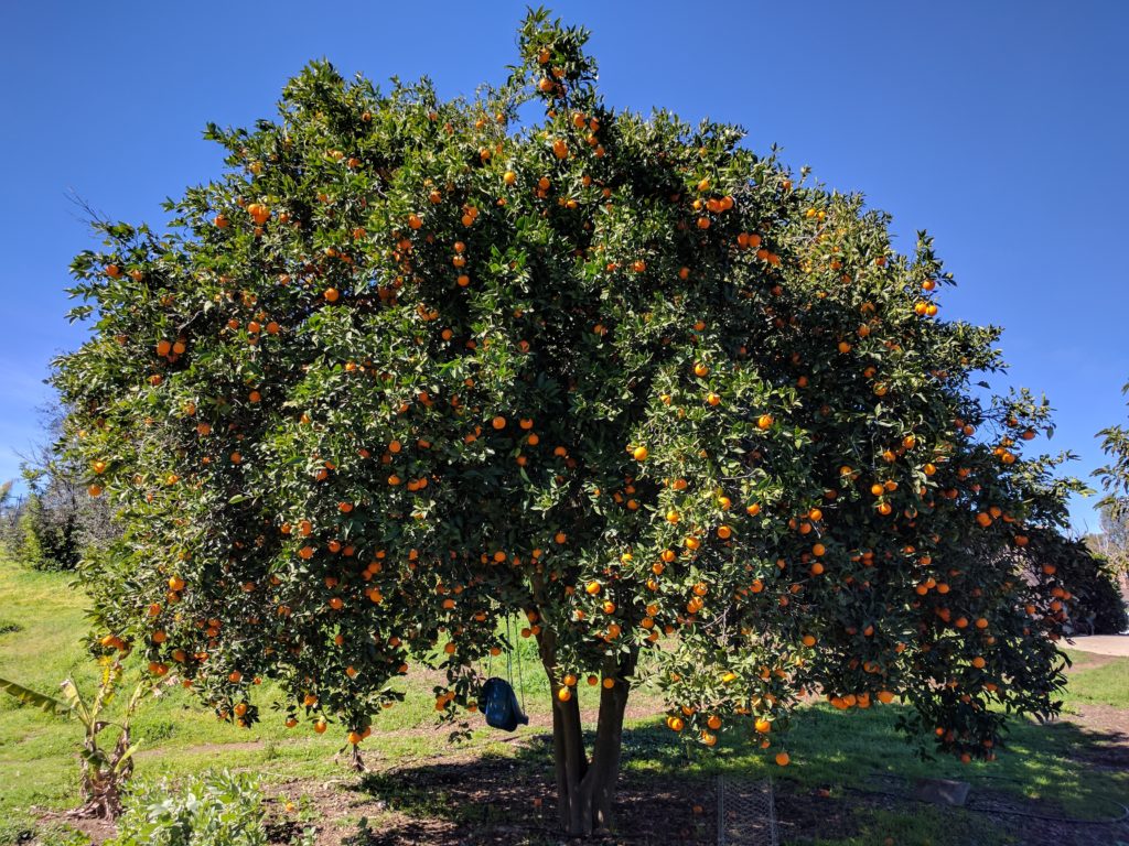 Valencia orange tree