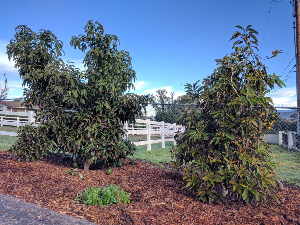 Reed and Lamb avocado trees four years old