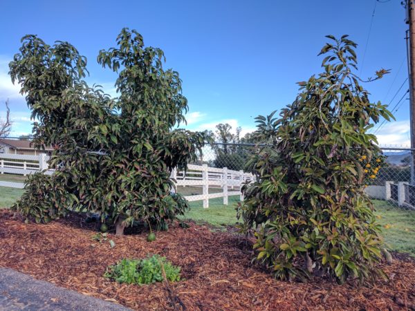 How long until an avocado tree fruits? - Greg Alder's Yard Posts: Food