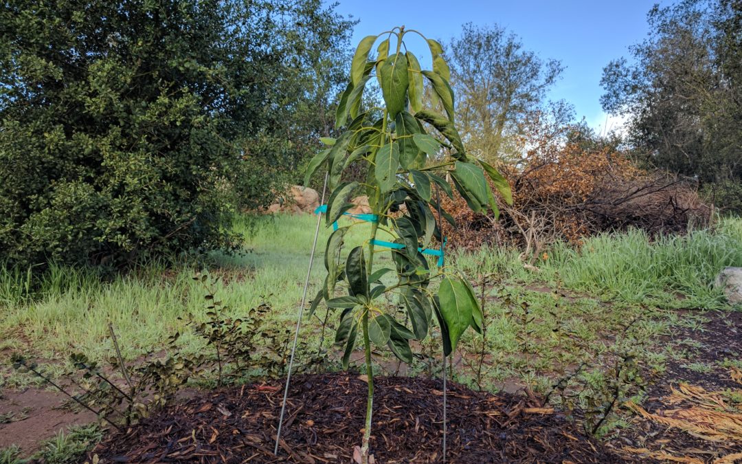 a new Hass avocado tree