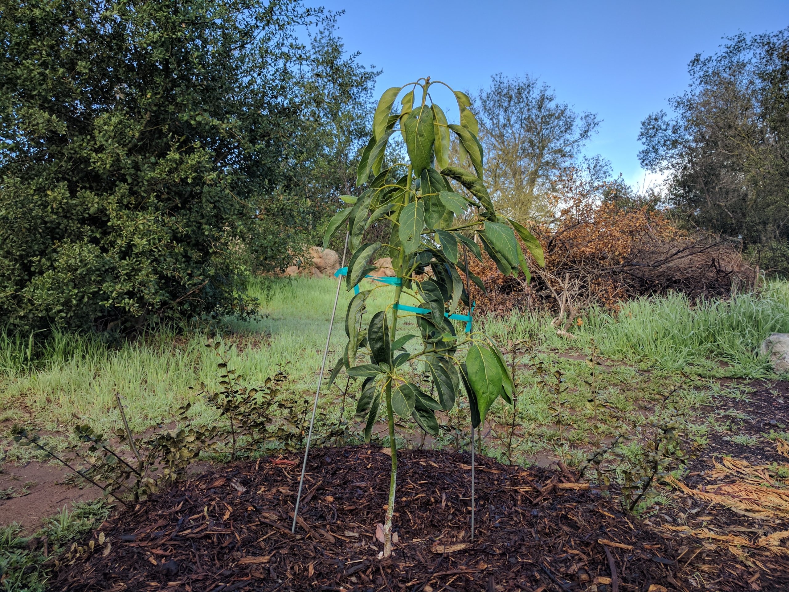 How long until an avocado tree fruits? - Greg Alder's Yard Posts: Southern  California food gardening