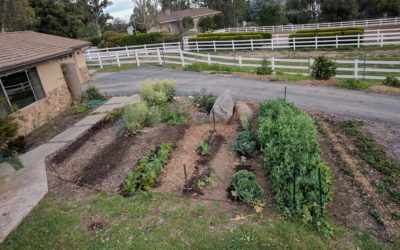 Where to plant a vegetable garden