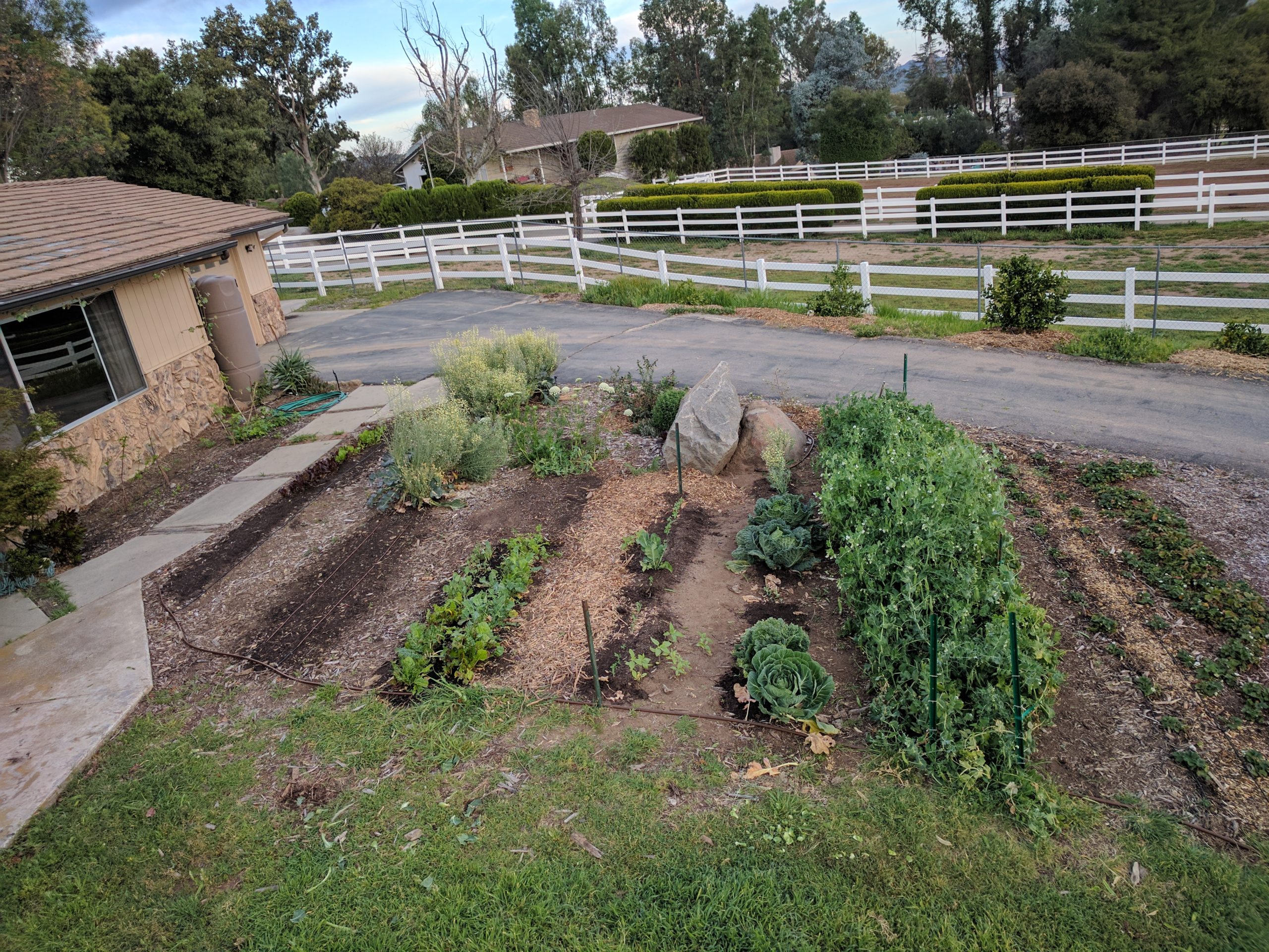 When to plant a vegetable garden in california