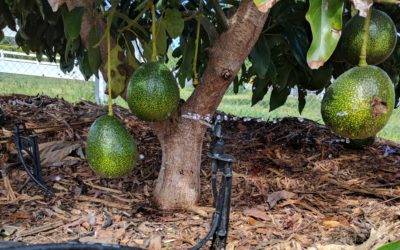 Do avocado trees need a lot of water?