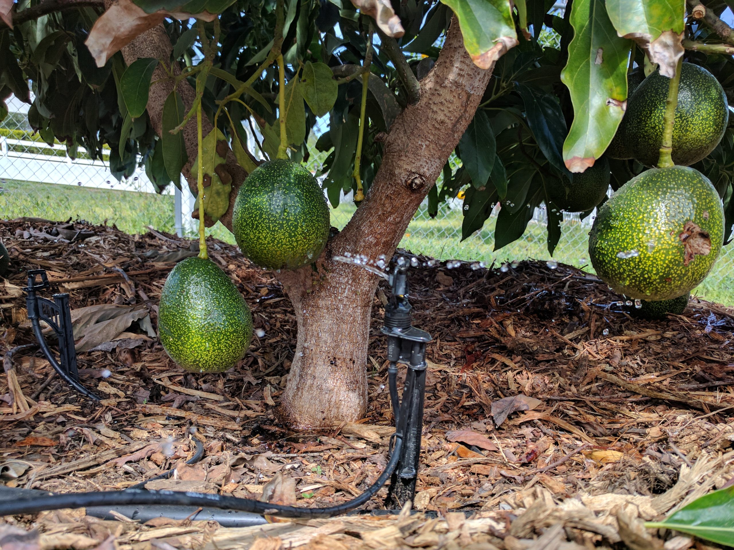 How long before avocado trees fruit