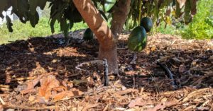 micro sprinkler under avocado tree