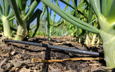 drip irrigation on vegetables