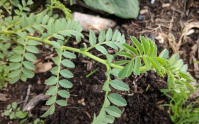 Oh, the mistakes I’ve made: Planting vegetables at the wrong time