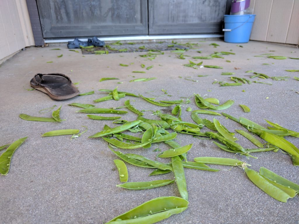 peas on the porch